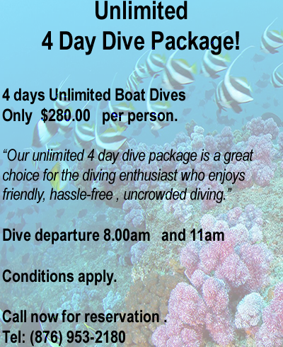 Dive Seaworld Unlimited 4 Day Scuba Diving Package